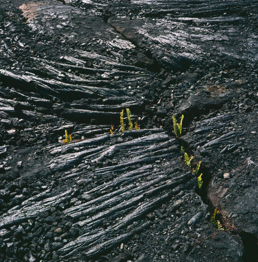 lava hawaii grass rocks cracks life volcanos volcanoes volcanic