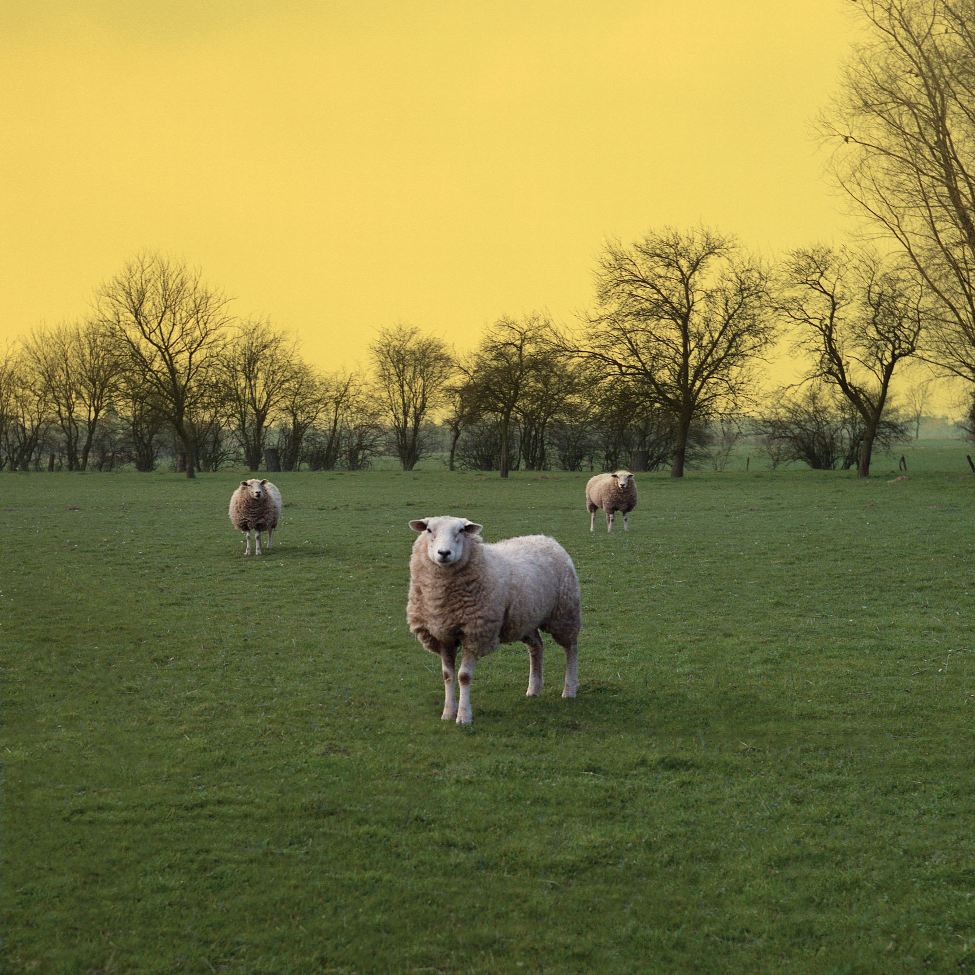sheep yellow farms agriculture agricultural farming wool germany ***