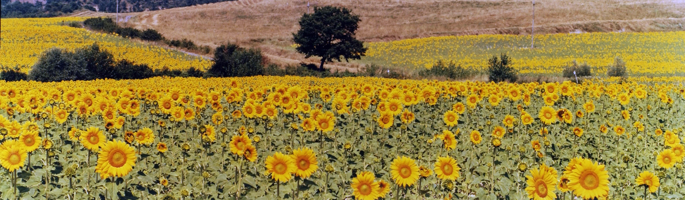 tree alone lone sunflower flowers country field landscape italy scenic yellow green tan brown nature scenes