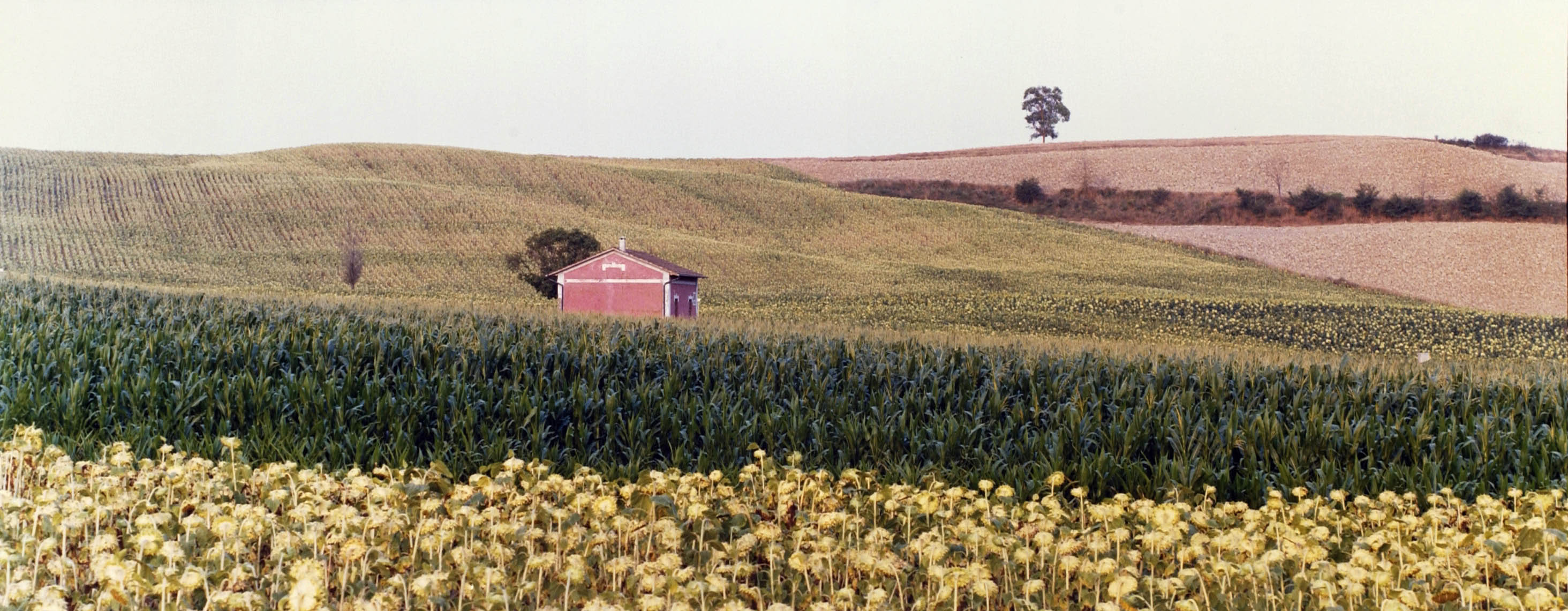 red house alone lone field country scenic italy landscape shack farm crop hills rolling tree brown yellow tan red rows green nature scenes